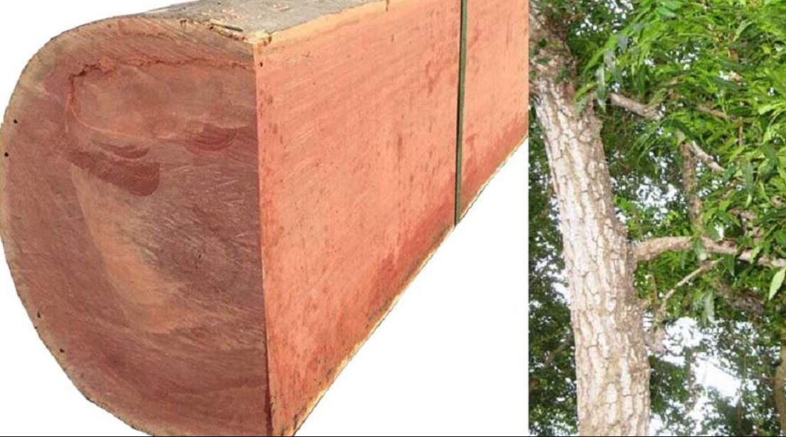 Gỗ sồi đỏ