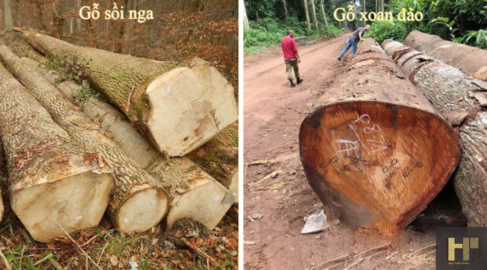 So sánh gỗ xoan đào và gỗ sồi loại nào tốt nhất cho gia đình bạn