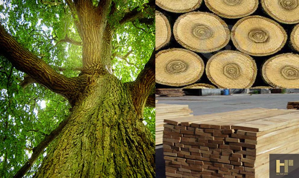 gỗ sồi hay gỗ soan đào sẽ tốt hơn